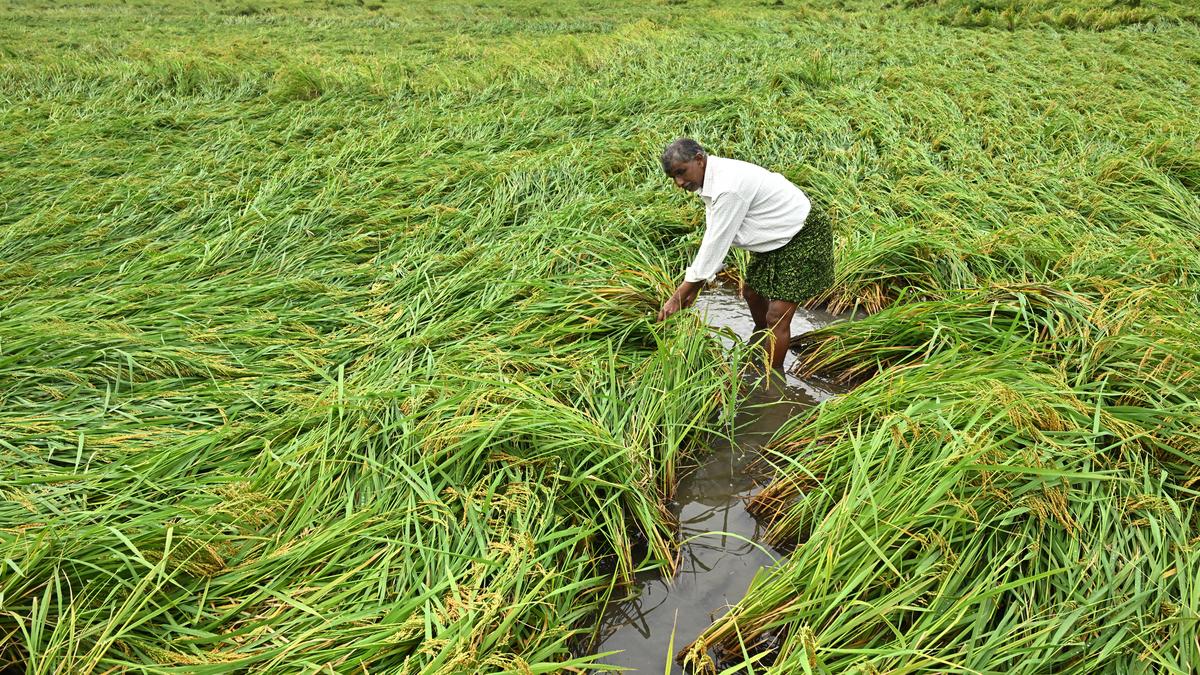 Paddy farmers worried as cyclone devastates crops in Krishna
