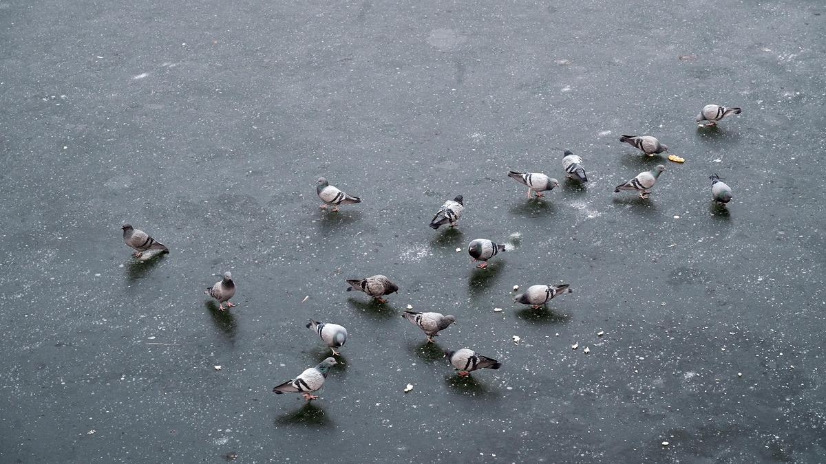 Cold conditions grip Kashmir; snowfall likely