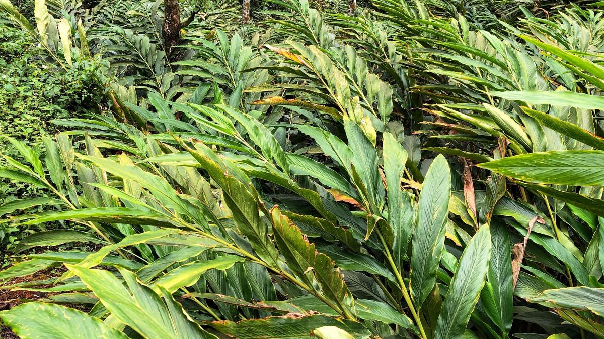 CHR issue emerging as political issue in Idukki