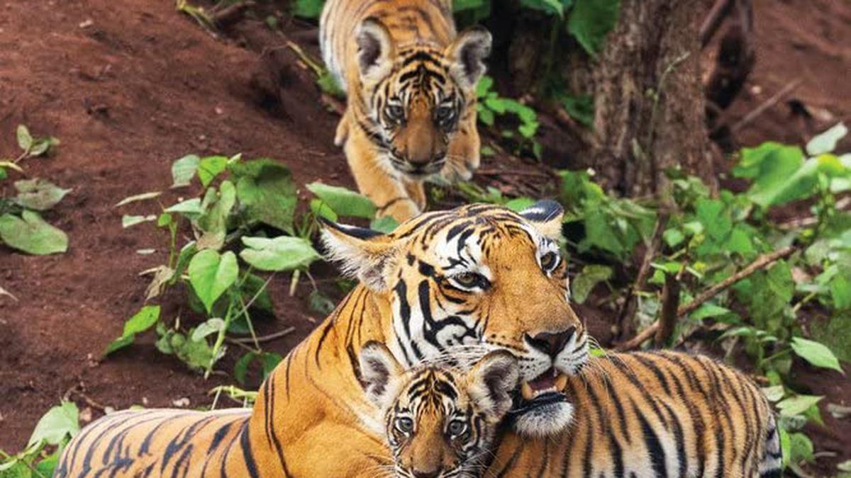 Review of Ullas Karanth’s Among Tigers: Fighting to Bring Back Asia’s Big Cats: Can the tiger regain its stripes?