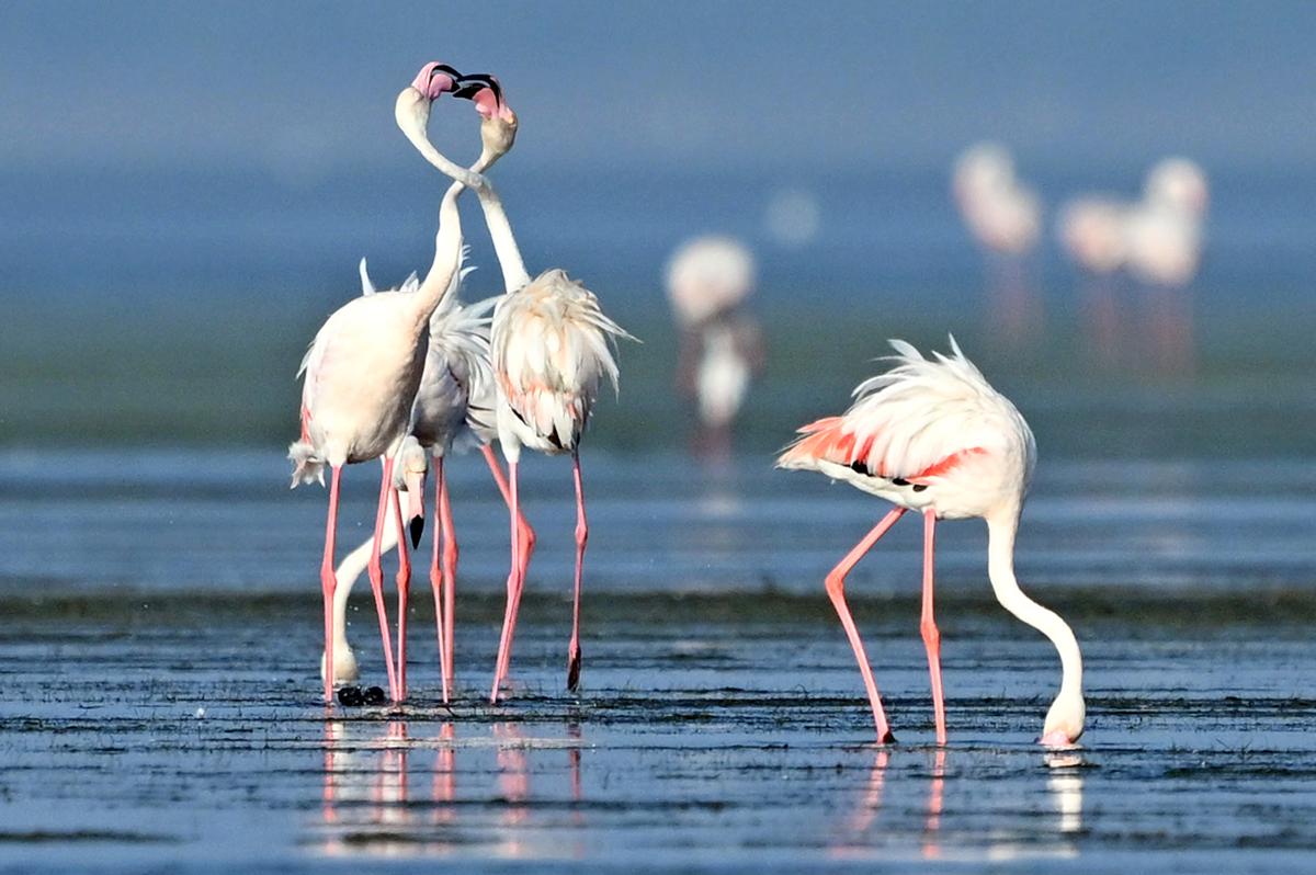 An array of migratory birds providing a picturesque sight at Pulicat lake near Chennai An array of migratory birds providing a picturesque sight at Pulicat lake near Chennai
