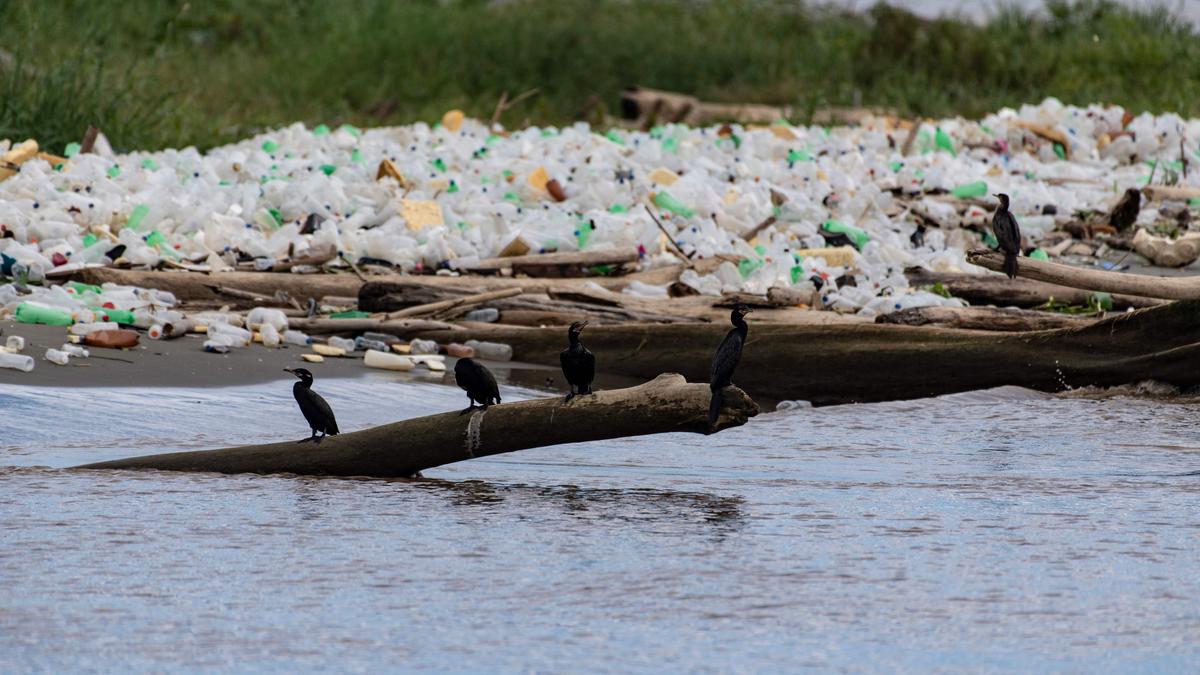 Plastic pollution makes Mediterranean the most dangerous region for birds