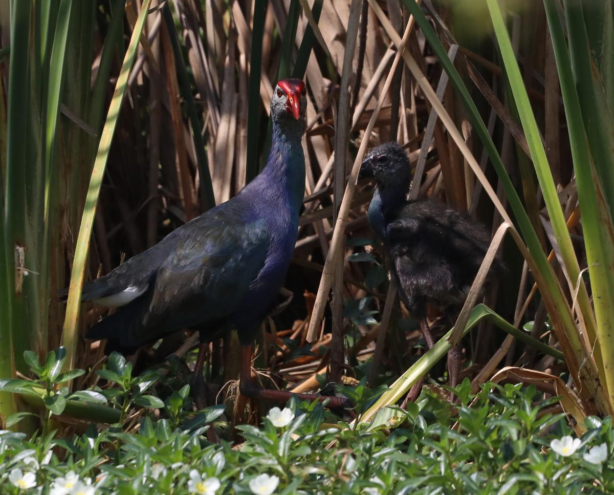 In these images taken at Karapakkam on February 24, 2025, two moorhen chicks, both displaying a hint of purple on the breast, seen with their parent. 