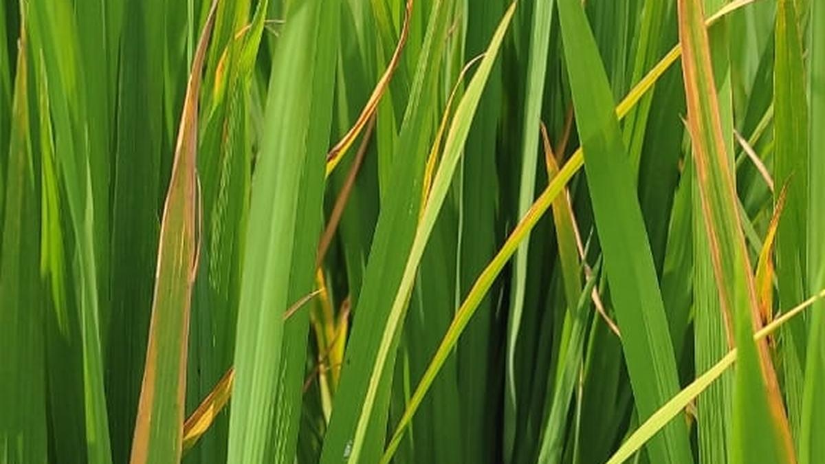 Agriculture Department asks farmers to guard their crop against bacterial leaf blight disease