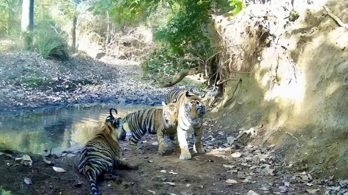 PM Modi hails India adding 58th tiger reserve to its tally