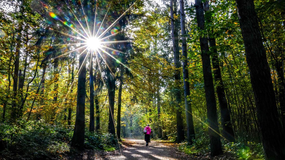 IISER, IIT researchers develop photosynthetic system to capture solar energy