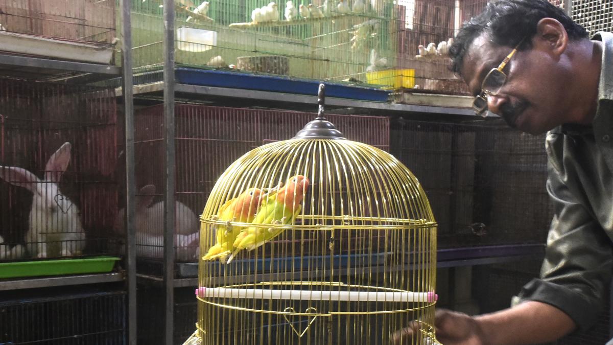 Kozhikode Corporation’s pet licensing evokes good response The Hindu