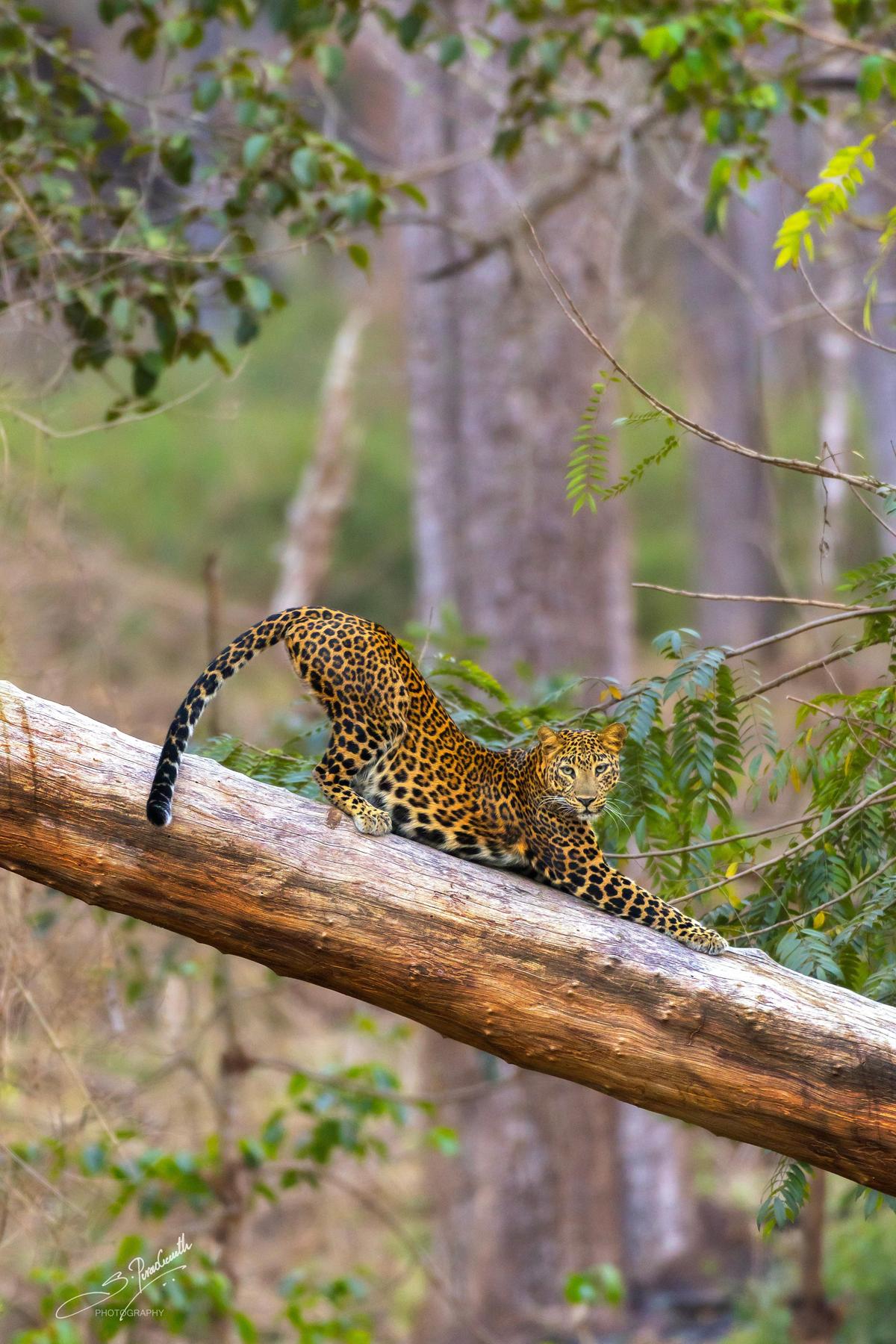 De Um passeio pela natureza 