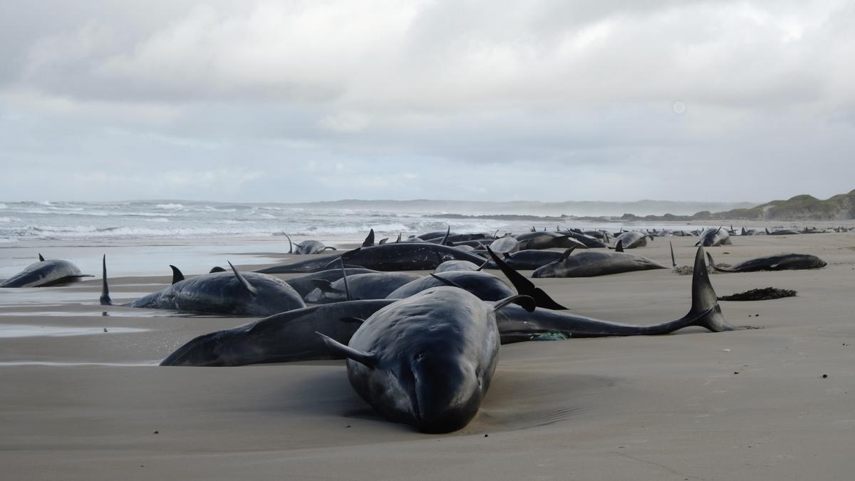 More than 150 false killer whales stranded on a beach in Australia’s Tasmania State