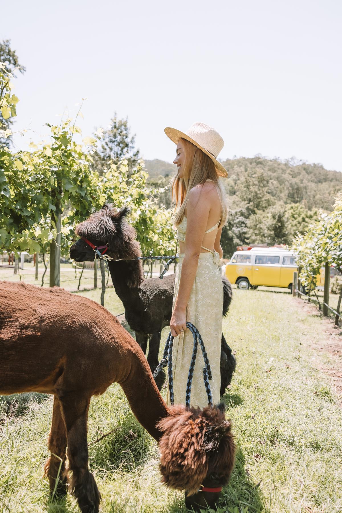 There are guidelines to be followed while walking the alpacas