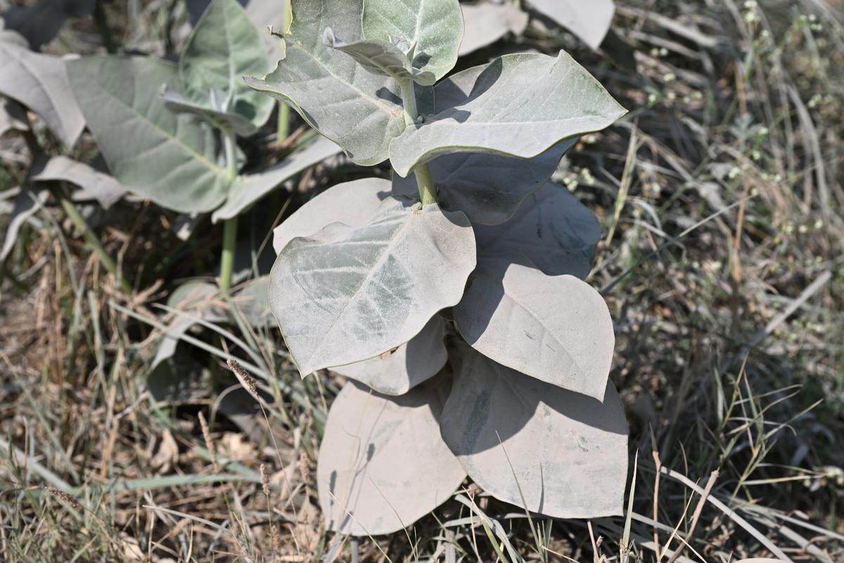 Leaves covered with the dust from stone crushing units.