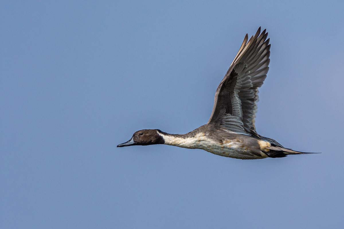 Northern Pintail