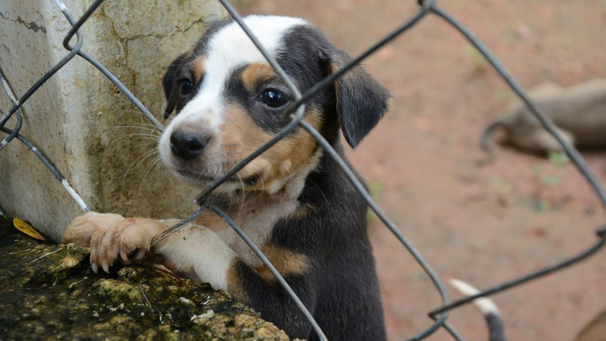 Unregistered pet shelter at Oragadam shut down due to poor, unhygienic conditions