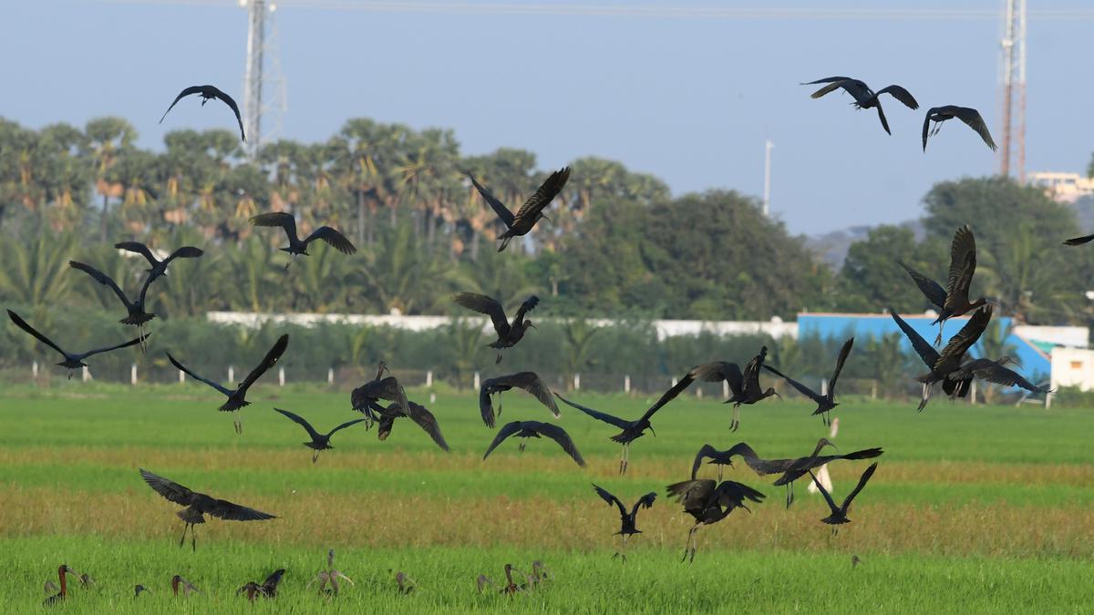 Over 7,000 birds and animals rescued in 2022, Delhi Fire Services data shows