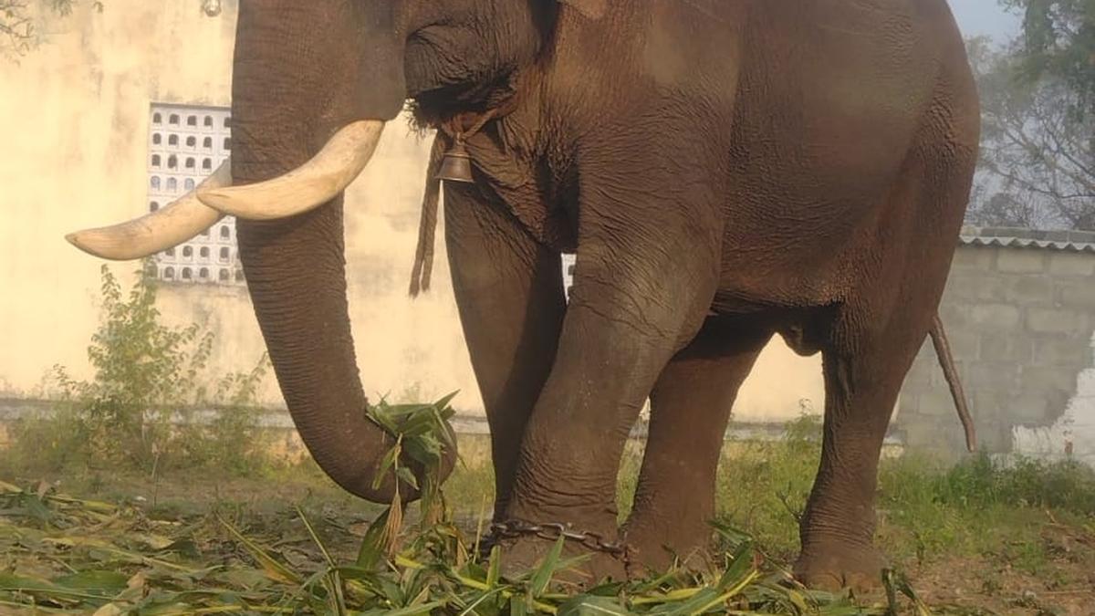 &rsquo;Three States should come together for elephant translocations in Nilgiris biosphere&rsquo;