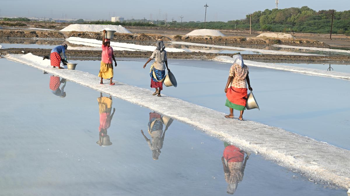 Scorching heat boosts salt production in Thoothukudi; glut concerns grow