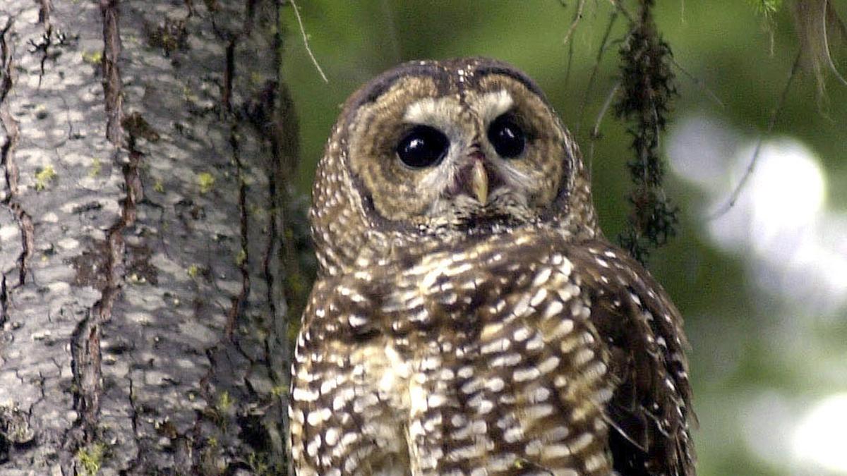 Federal agency proposes California spotted owl protection The Hindu