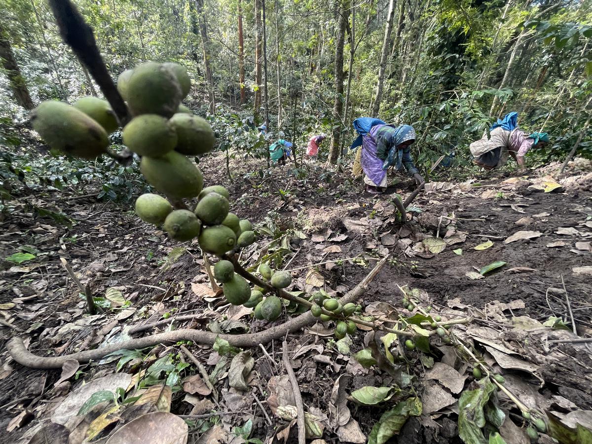 A crisis is brewing in the coffee industry