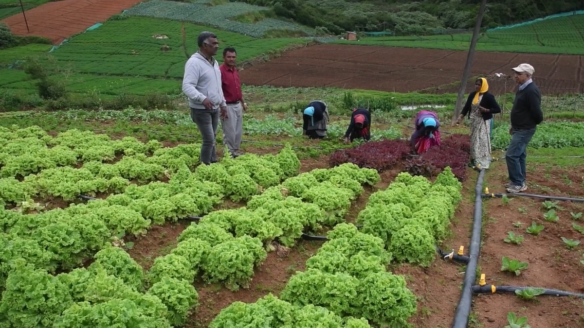 Organic farming is catching on in the Nilgiris