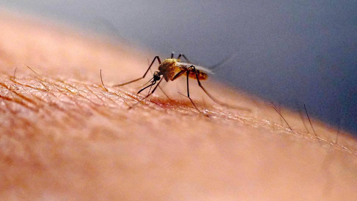 Karnataka steps up surveillance after detection of Zika virus in mosquito  pool in Chickballapur - The Hindu