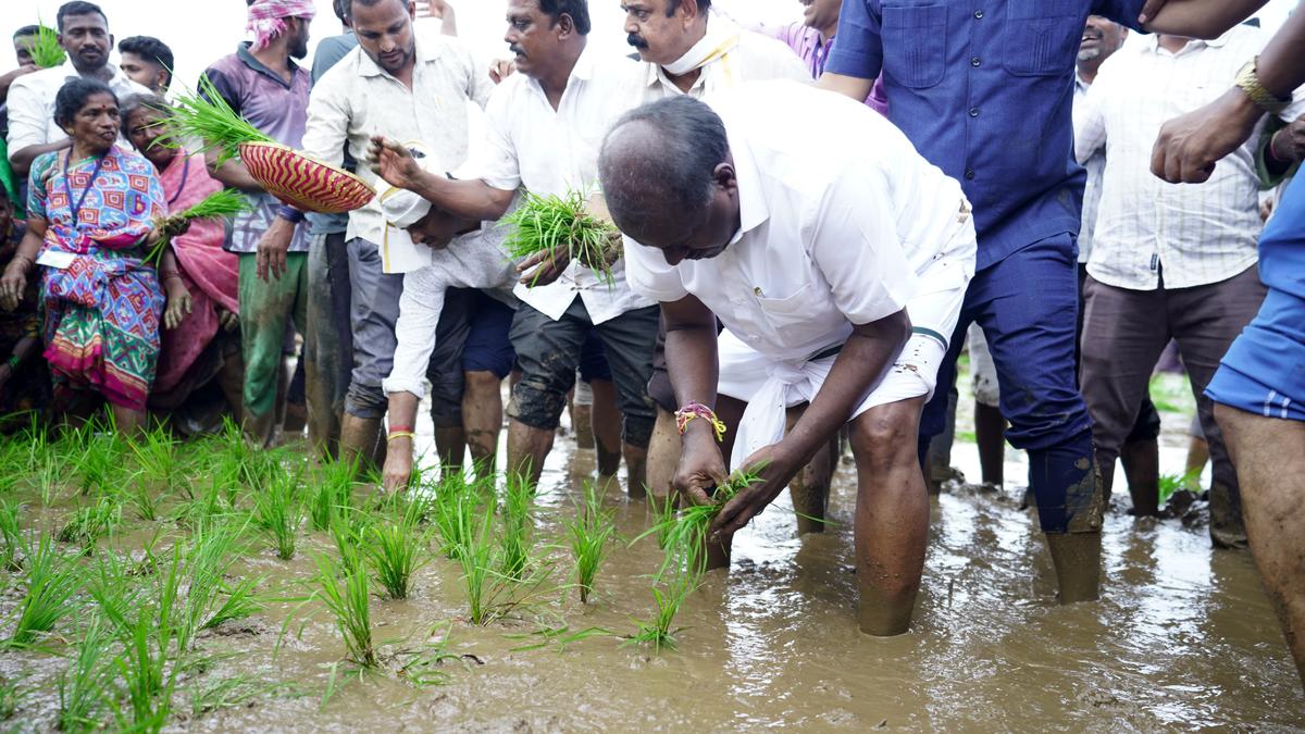 HDK sows paddy in Mandya 