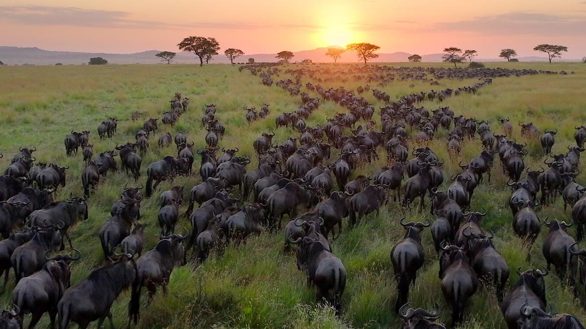 Our Planet II, narrated by Attenborough, is a visual delight despite its sobering message