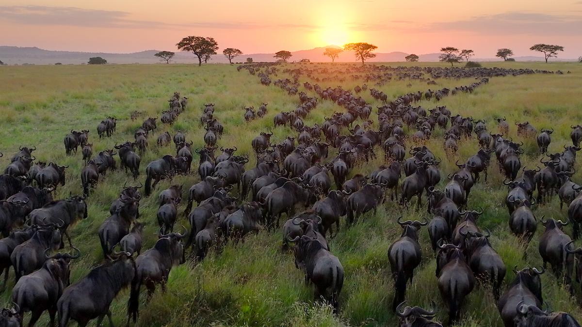 David Attenborough’s ‘Our Planet II’ is a visual delight despite its sobering message