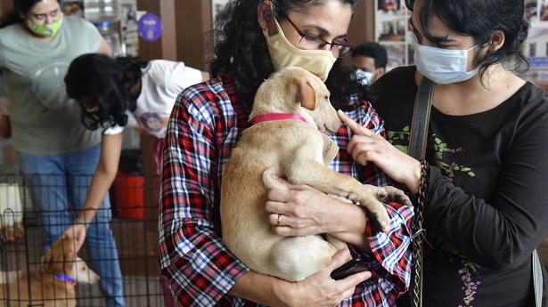 Lukewarm response to pet licensing in Kozhikode Corporation