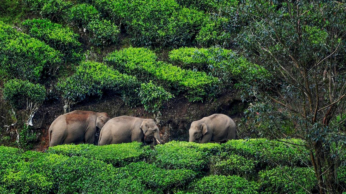 Most wild elephant attack deaths inside reserve forest areas, says Forest dept. data; farmers groups oppose claim