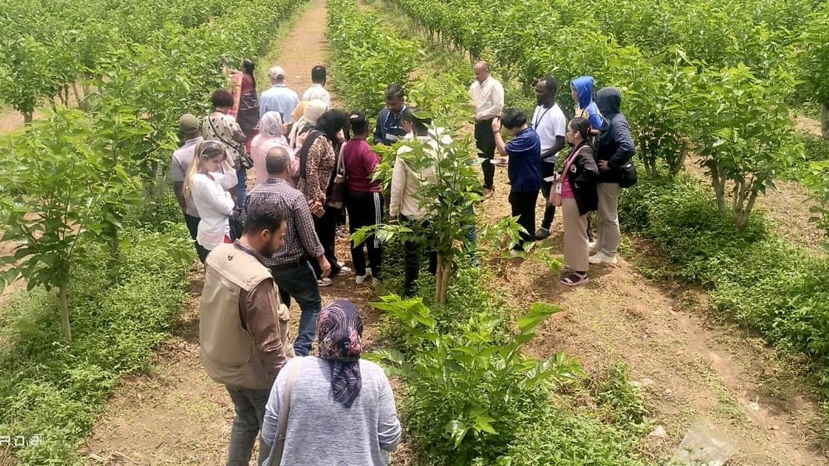 Foreign trainees visit Maddur, Malavalli silk clusters; meet silk farmers -  The Hindu