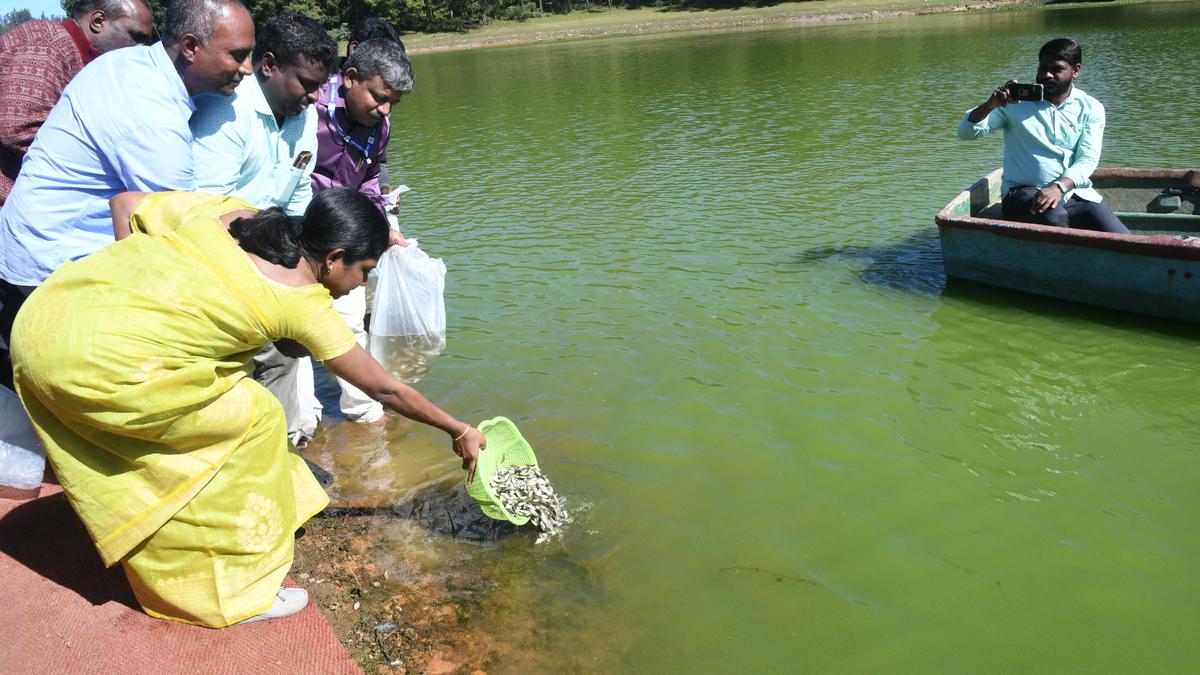 Concerns raised over introduction of common carp into river systems linked to Moyar basin
 