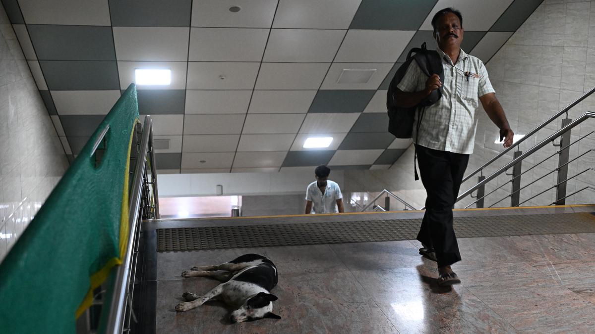 Commuters voice concern over stray dogs on Metro Rail station premises