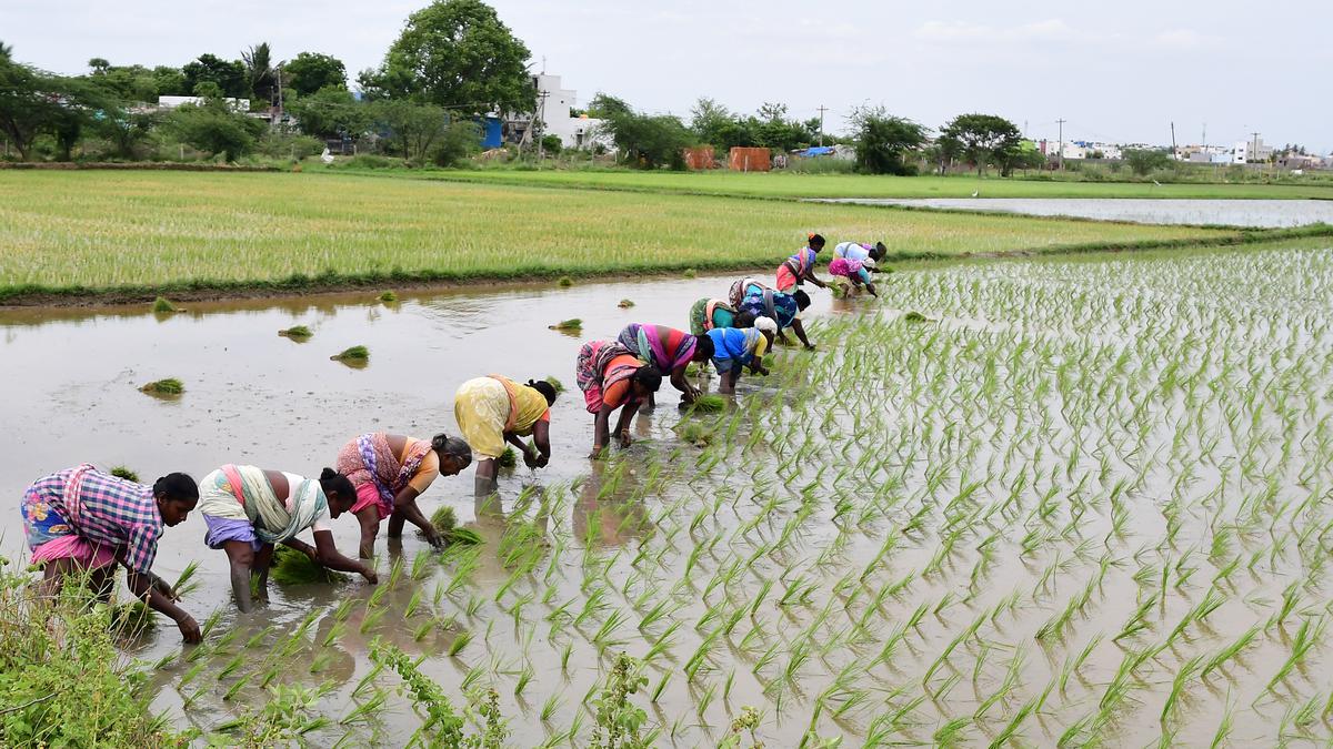 Ahead of Swarnavaripaddy harvest, 17 direct procurement centres opened in Tiruvallur to help farmers