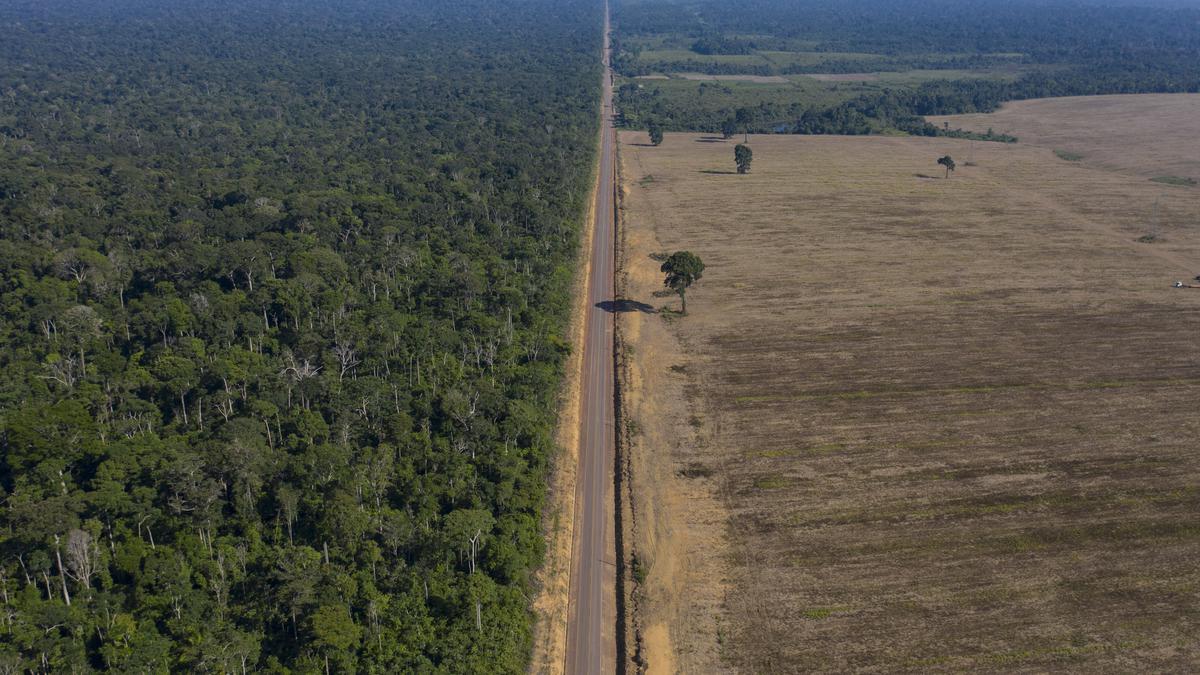 Amazon loses 10% of its vegetation in nearly four decades