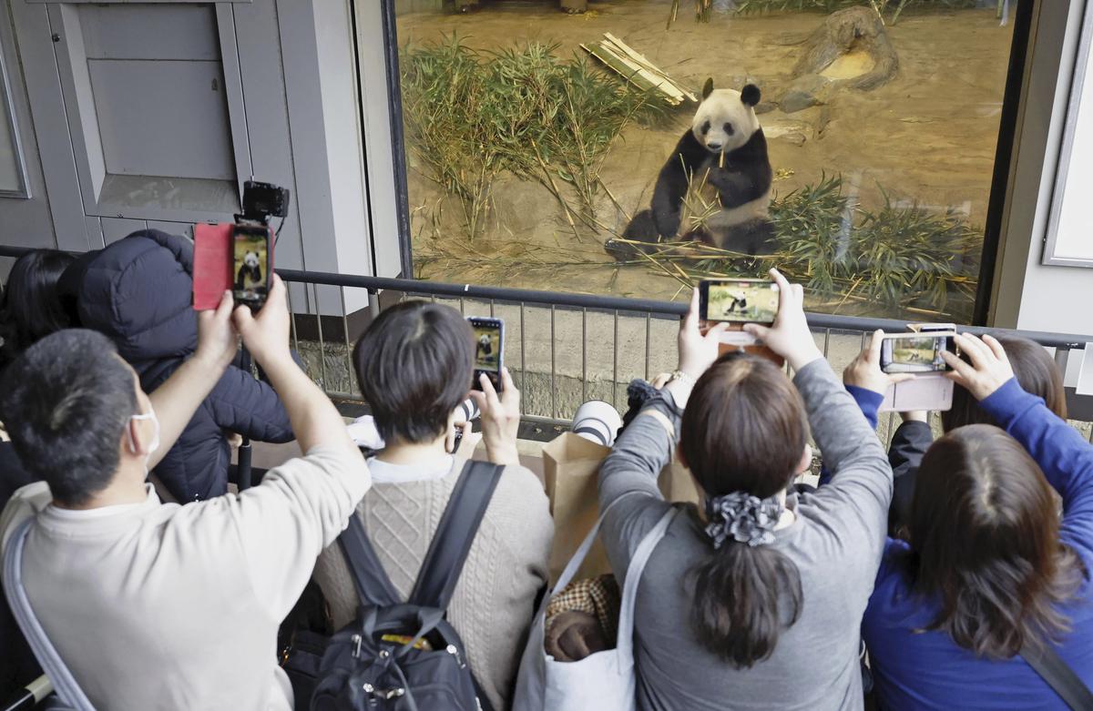 Visitors hold up smartphones to film Giant panda Xiang Xiang seen at a cage during her last viewing day at Ueno Zoo, before she returns to China for good on Sunday, February 19, 2023, in Tokyo, Japan. 