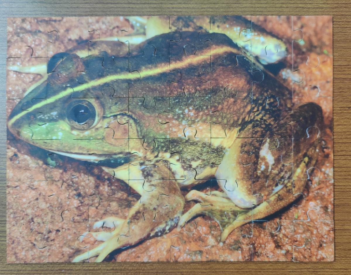 Amphibians also play an important role in pest control since they prey on insects and are often used in medical research since their skin produces chemicals called antimicrobial peptides (AMPs), which, like antibiotics, help the animal fight infection. Amphibians also play an important role in pest control since they prey on insects and are often used in medical research since their skin produces chemicals called antimicrobial peptides (AMPs), which, like antibiotics, help the animal fight infection.