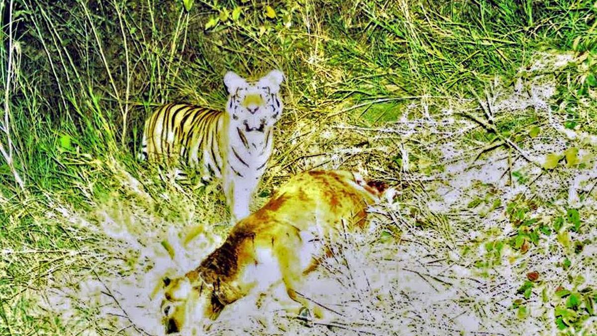 Tiger on the move in northern Telangana is not from Tipeshwar, say Maharashtra forest officials