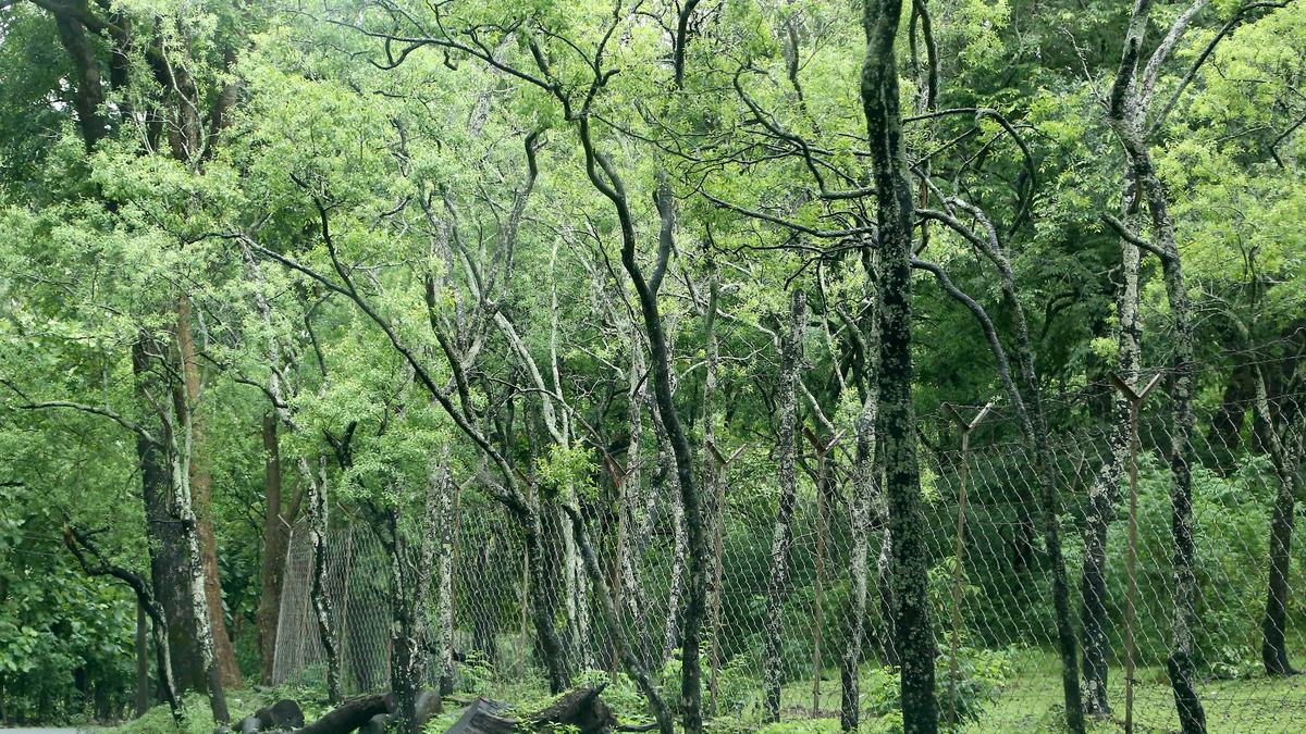 Forest (Amendment) Bill offers new hope for Sandalwood farmers in Kerala