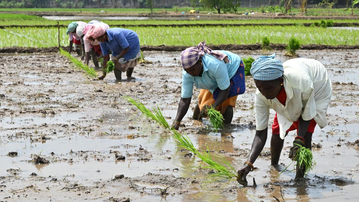 Rice institute issues field-ready flood management advice for samba, thaladi