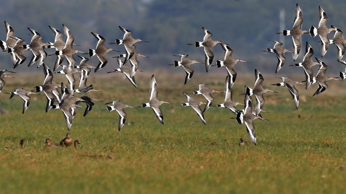Migratory birds arrive in larger numbers at Mangalajodi in Odisha