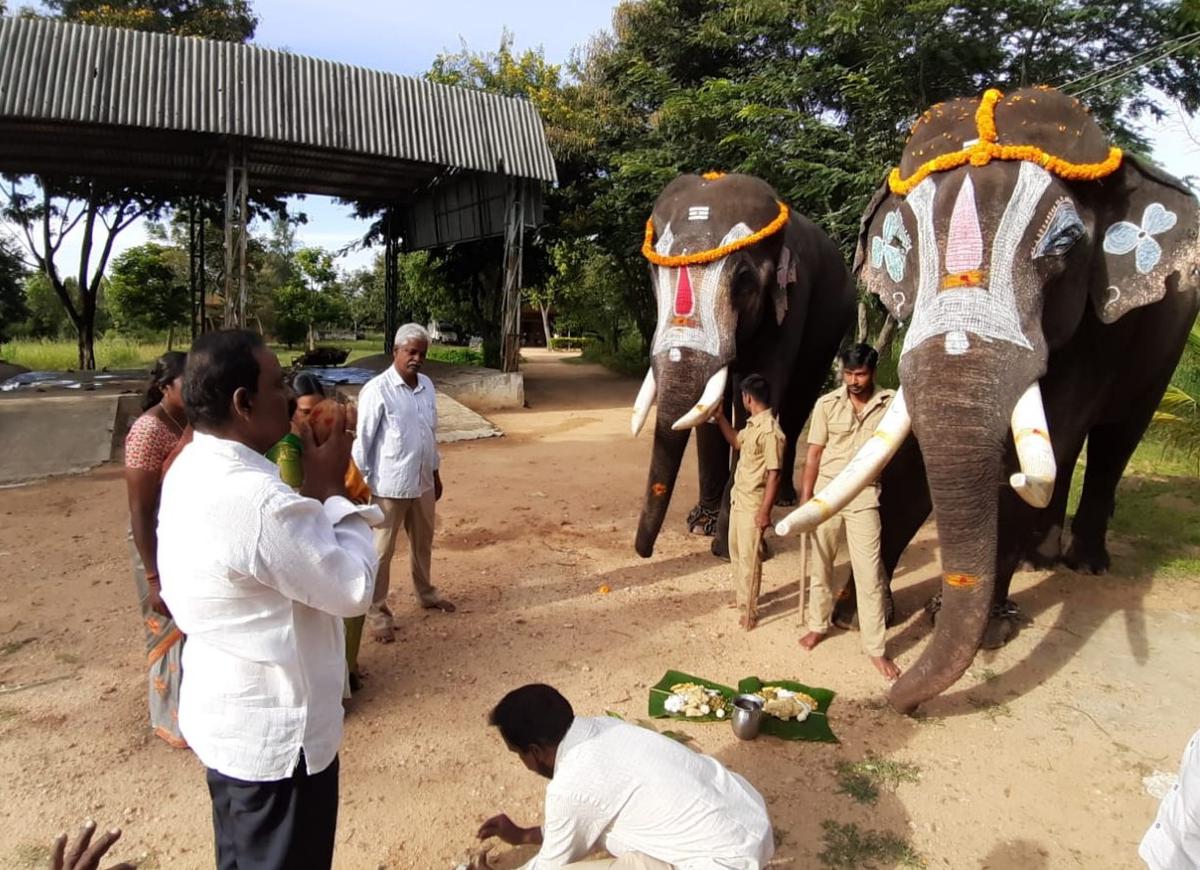 Forest staff performing puja to kumkis Jayanth and Vinayak at Naniyala camp at Ramakuppam in Chittoor district.