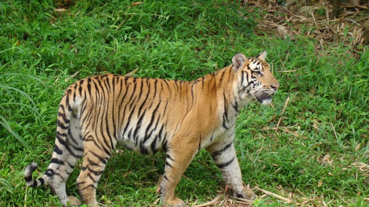Tigress at Pilikula Biological Park in Mangaluru dies after fight with tiger