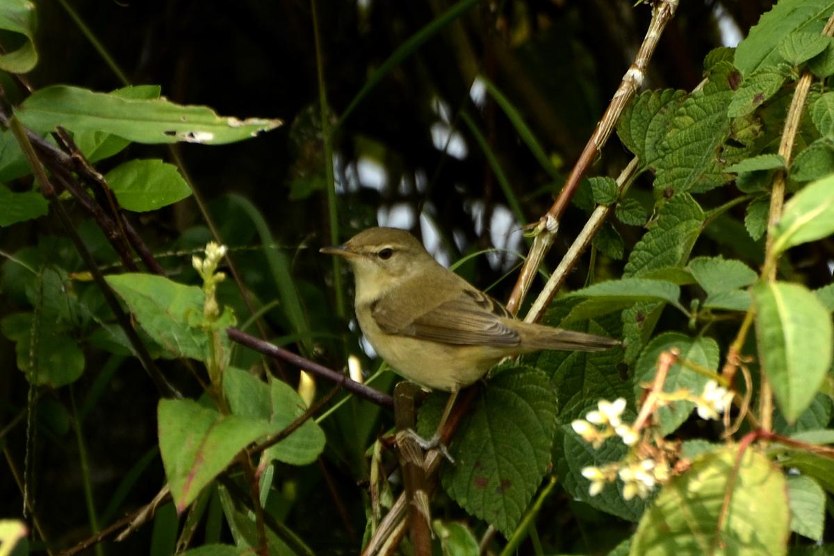 Blyth’s Reed Warbler