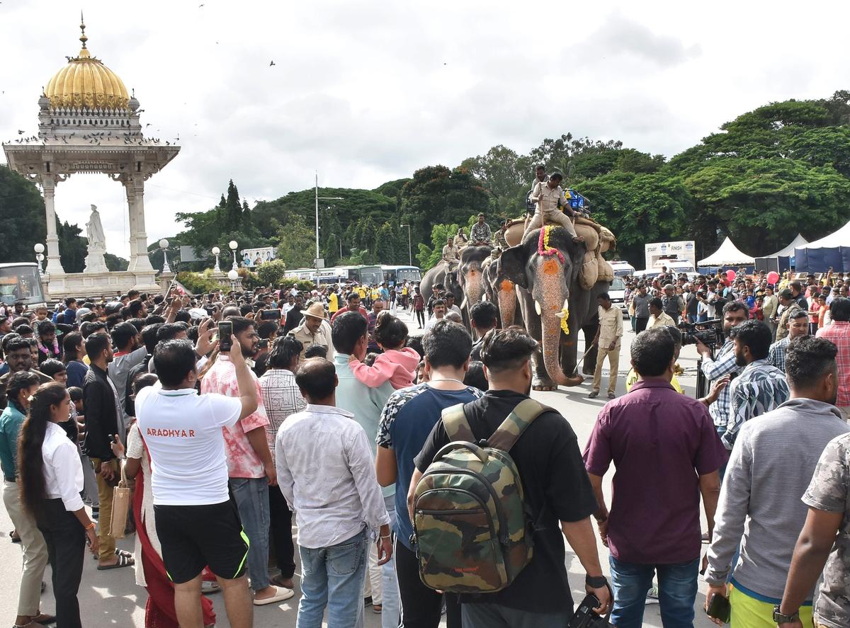  People throng the procession route in Mysuru to watch the Dasara elephants led by Abhimanyu when they come out of the palace for their routine rehearsal for the Dasara finale. 
