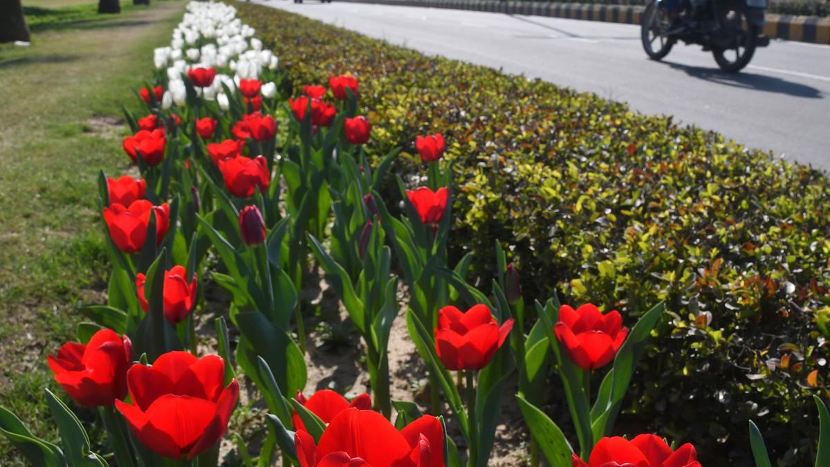 Spring is in the air in central Delhi with tulips in full bloom The Hindu