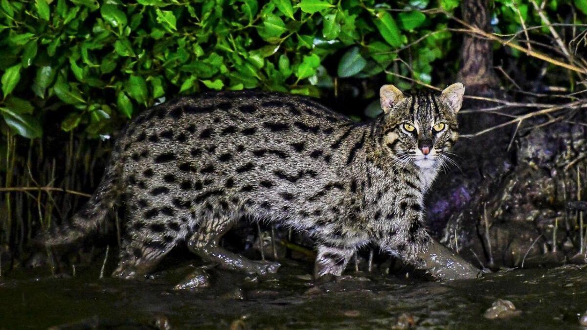 Watch  World's first fishing cat census at Chilika lake - The Hindu