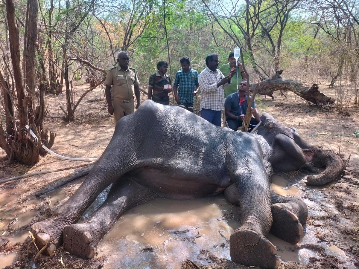 Ailing wild elephant dies in Sathyamangalam Tiger Reserve in Tamil Nadu -  The Hindu