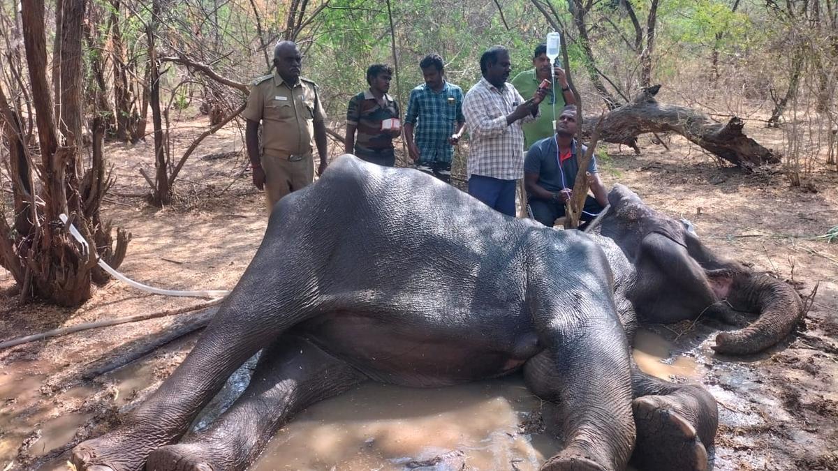 Ailing wild elephant dies in Sathyamangalam Tiger Reserve in Tamil Nadu