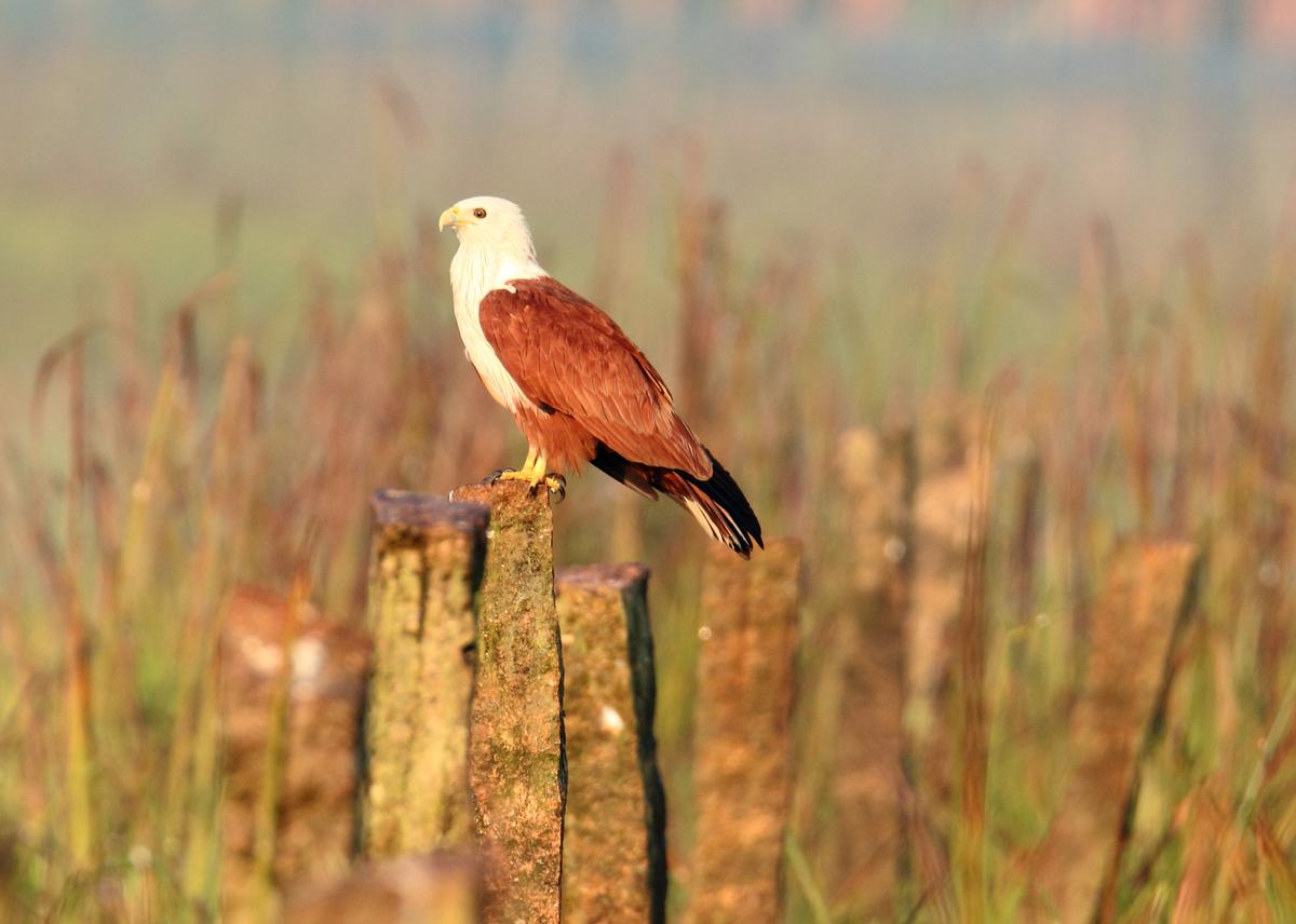 brahmin kite 