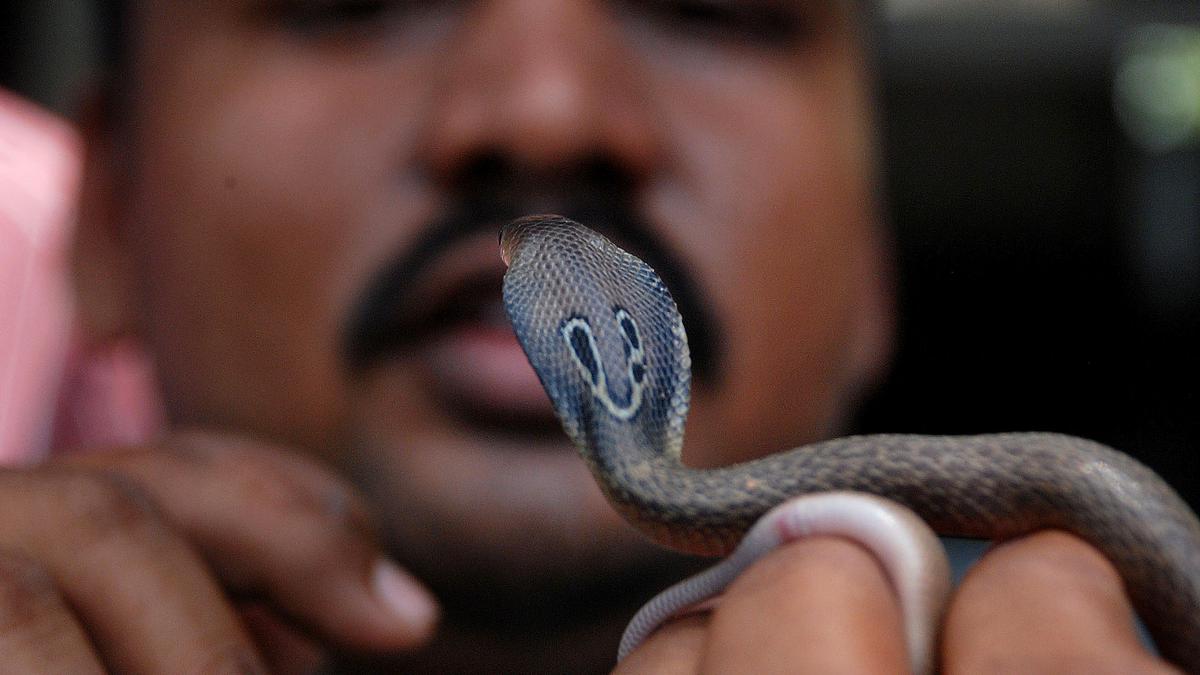 World Snake Day: Why is India still the snake bite capital of the world? | In Focus podcast